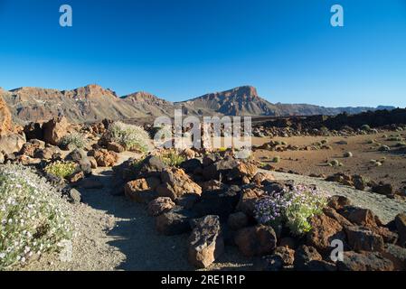 Paisaje Lunar típico de Las Cañadas del Teide, paysage lunaire typique de Las Cañadas del Teide, Banque D'Images