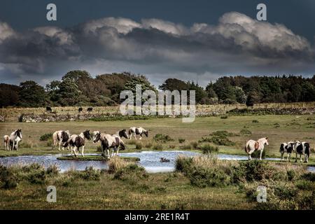 Les chevaux au point d'eau sur Bodmin amarrent avec des nuages d'orage Banque D'Images