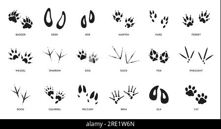 Empreintes animales. Empreintes de pattes de pied sauvages de différents animaux, sentier de silhouette de pieds de bêtes sauvages, furet d'élans de renard de chien et patte de cerf. Ensemble isolé de vecteur. Animaux domestiques et traces de la faune Illustration de Vecteur