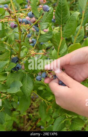 Les mains des enfants collectent des myrtilles. gros plan. Corimbos de Vaccinium. Sélection de baies mûres. Banque D'Images