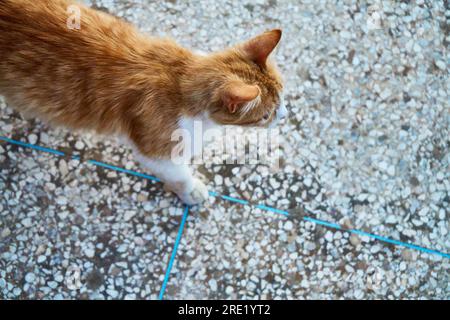 Chat gingembre sur le sol Banque D'Images