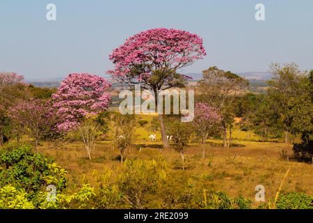 Catalao, Goias, Brésil – 06 juillet 2023 : un paysage avec un troupeau de bovins et des ipe roses fleuries. Handroanthus impetiginosus Banque D'Images