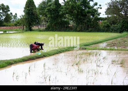 Phnom Penh, Cambodge - juillet 16 2006 : deux femmes plantent du riz dans la riziculture à l'extérieur de la capitale. Banque D'Images