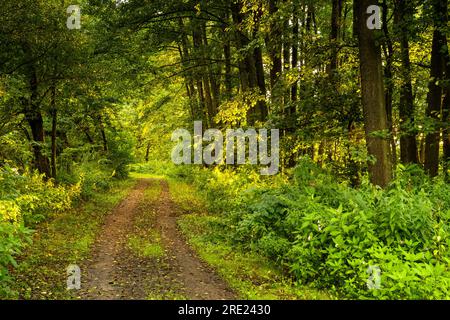 Un sentier dans une forêt dans la réserve naturelle Regentalaue. Haut-Palatinat, Bavière, Allemagne. Banque D'Images