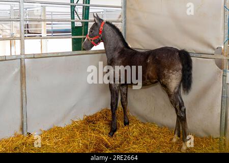 Jeune cheval poulain à l'intérieur de l'écurie sur la foire agricole Banque D'Images