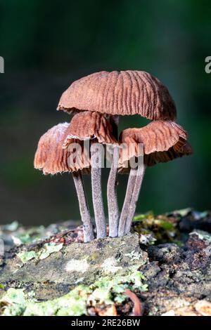 Grappe de minuscules champignons poussant sur le tronc d'arbre tombé - Dupont Recreational State Forest, près de Brevard, Caroline du Nord, États-Unis Banque D'Images