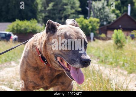 Staffordshire Terrier chien marchant dans les bois de près Banque D'Images