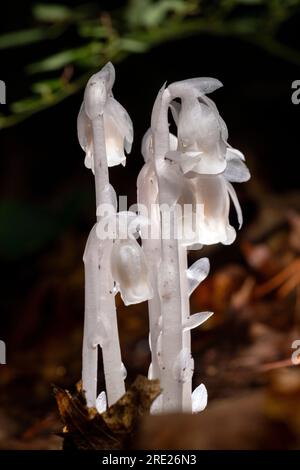 Indian Pipe ou Ghost (Monotropa uniflora) - Brevard, North Carolina, United States Banque D'Images