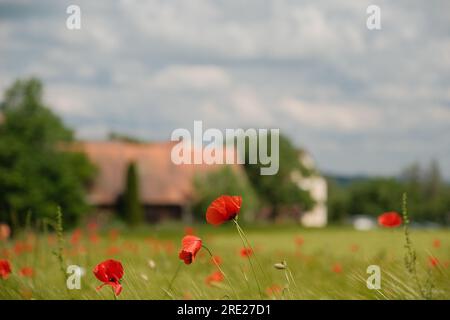 Une prise de vue dynamique à faible angle affichant un champ de fleurs rouges, capturant une plus grande partie du ciel surchargé de nuages. Banque D'Images