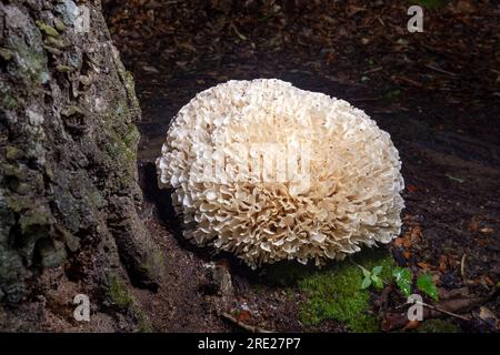 Gros plan de gros chou-fleur (genre Sparasssis) - Pisgah National Forest, Brevard, Caroline du Nord, USA Banque D'Images