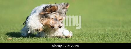 Joueur Biewer Yorkshire Terrier chien chiot chassant une balle blanche dans l'herbe. Jouer avec une balle dans l'herbe Banque D'Images