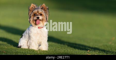 Portrait de Biewer terrier avec sa langue dans l'herbe. Portrait de Biewer Yorkshire Terrier dans le parc Banque D'Images