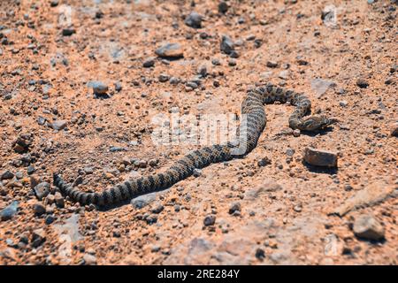 Rattlesnake Great Basin ou Midget fané, Crotalus lutosus ou concolor, mort sur la route au sentier de randonnée West Lake Mountain Peak. Bébé, fosse toxique venimeuse Banque D'Images