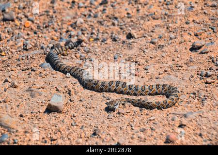 Rattlesnake Great Basin ou Midget fané, Crotalus lutosus ou concolor, mort sur la route au sentier de randonnée West Lake Mountain Peak. Bébé, fosse toxique venimeuse Banque D'Images