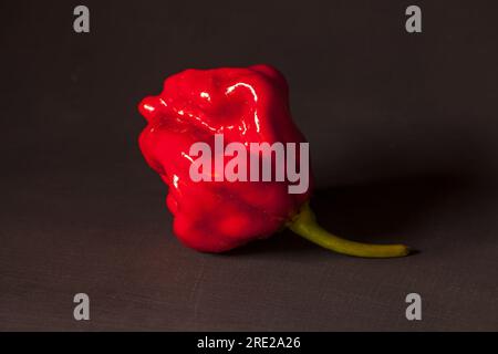 Piment de la faucheuse de Caroline (Capsicum chinense) 10479 Banque D'Images