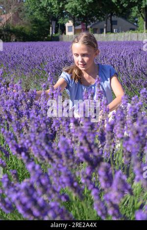 Une adolescente assise dans un champ de lavande en floraison dans la saison de floraison de lavande. Floraison de lavande par une journée ensoleillée d'été. Banque D'Images