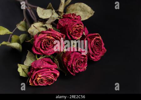 Roses roses sèches sur fond noir. Roses mortes se ferment, espace de copie. Le concept de solitude, d'âge, de tristesse, de vieillesse, d'amour malheureux, perte. Banque D'Images