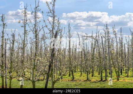 Printemps beau paysage avec des poiriers en fleurs sur les plantations Banque D'Images