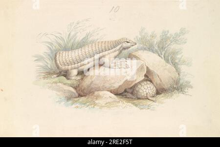 Pink Fairy Armadillo circa 1837 par Charles Hamilton Smith Banque D'Images