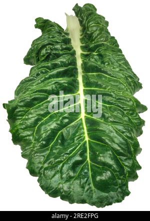 Bette suisse (Beta vulgaris) feuilles de légumes verts feuillus sur fond blanc. Banque D'Images