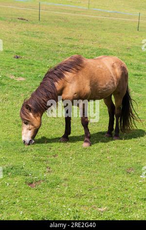 Un cheval de baie dans un champ Banque D'Images