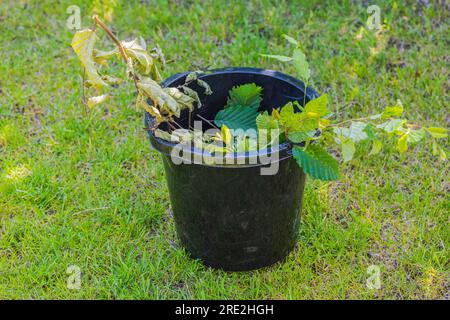 Vue rapprochée du seau en plastique noir avec des restes de branches d'arbres vertes sur fond de pelouse d'herbe verte. Banque D'Images