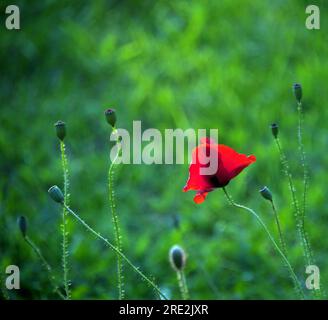 Manchester, Royaume-Uni. 24 juillet 2023. Coquelicot rouge illuminé par le soleil bas. Le soleil se couche pour donner un soleil de côté lumineux et une soirée rafraîchissante rafraîchissante. Prendre un Nikon D750 pour une promenade à Ardwick. Crédit : Terry Waller/Alamy Live News Banque D'Images