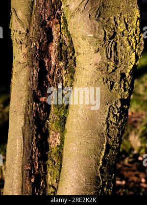 Manchester, Royaume-Uni. 24 juillet 2023. Le soleil se couche pour donner un soleil de côté lumineux sur un vieil arbre et une soirée rafraîchissante de refroidissement. Prendre un Nikon D750 pour une promenade à Ardwick. Crédit : Terry Waller/Alamy Live News Banque D'Images