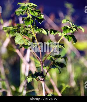 Manchester, Royaume-Uni. 24 juillet 2023. Jeune plante. Le soleil se couche pour donner un soleil de côté lumineux et une soirée rafraîchissante rafraîchissante. Prendre un Nikon D750 pour une promenade à Ardwick. Crédit : Terry Waller/Alamy Live News Banque D'Images