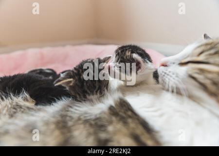 Adorables chatons nouveau-nés se nourrissant de maman chat. Concept de consommation de chats. Gros plan d'intérieur avec couverture rose moelleuse en arrière-plan. Photo de haute qualité Banque D'Images