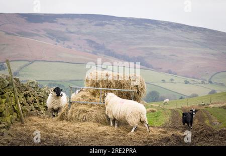 Moutons mangeant de la paille dans une ferme de colline à Hope Valley, Peak District, Derbyshire, Royaume-Uni Banque D'Images