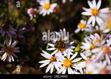 Récolte de pollen d'abeille africaine sur fleurs blanches (Apis mellifera scutellata) Banque D'Images