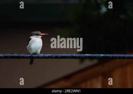 Kingfisher à capuchon brun perché dans la pluie d'été (Halcyon albiventris) Banque D'Images