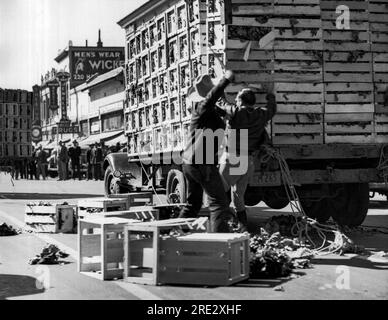 Salinas, Californie : 16 septembre 1936. Des combats s'ensuivirent lorsque des convois de camions de laitue furent escortés à travers la ville depuis les champs jusqu'aux hangars d'expédition. Dans une mêlée du centre-ville, les camions ont été dépouillés de leur cargaison et puis des bagarres ont résulté avec les grévistes en déroute. Banque D'Images