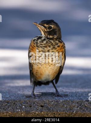 Robin américain naissant debout et regardant la caméra. Cuesta Park, comté de Santa Clara, Californie. Banque D'Images