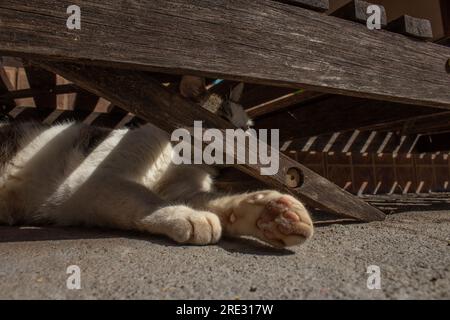 Goiania, Goias, Brésil – 20 juillet 2023 : un chat tabby allongé sous un transat par une journée ensoleillée. Banque D'Images