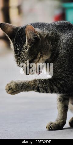 Chat domestique tabby noir léchant sa jambe dans l'après-midi paisible, Indonésie Banque D'Images