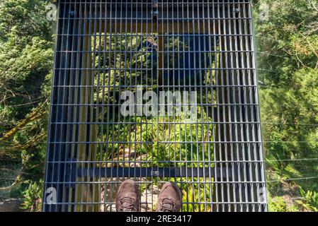 Debout sur le pont suspendu Capilano parmi les arbres Vancouver Banque D'Images