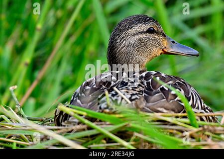 Une image rapprochée d'un canard colvert femelle 'Anas platyrhynchoss', reposant dans l'herbe profonde Banque D'Images