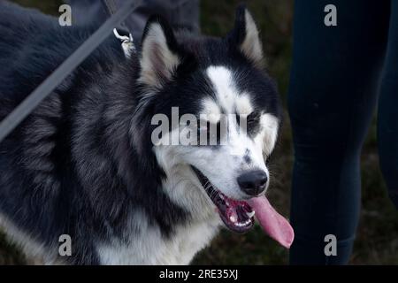 Husky sibérien aime jouer dans l'eau et la boue par une chaude journée d'été Banque D'Images