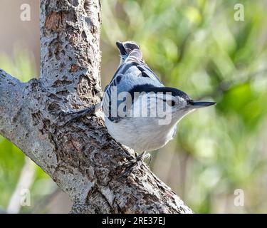 Une nuthatch à bretelles blanches perchée sur une branche Banque D'Images