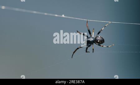 Araignée de maison noire commune marchant sur sa toile d'araignée ou toile d'araignée avec fond de nature, focalisation sélective. Banque D'Images