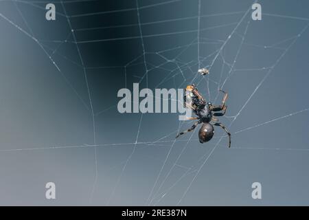 Araignée de maison noire commune marchant sur sa toile d'araignée ou toile d'araignée avec fond de nature, focalisation sélective. Banque D'Images