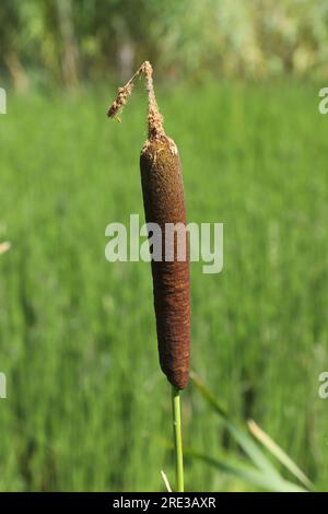 Gros plan de la plante à queue de chaton à feuilles larges. Banque D'Images
