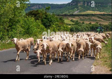 Moutons près de St-Jean-d'Alcas en transhumance dans le département de l'Aveyron Banque D'Images