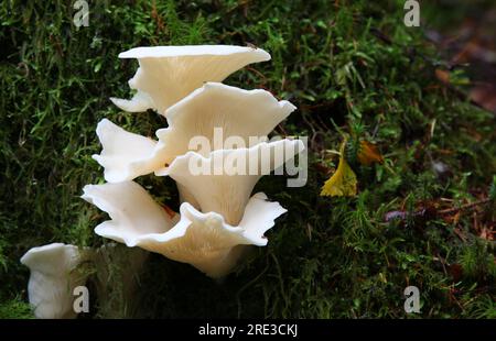 Champignon à huîtres [ Pleurotus ostreatus ] poussant sur souche mousseline Banque D'Images