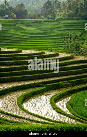 Vue sur les rizières par un après-midi nuageux Banque D'Images