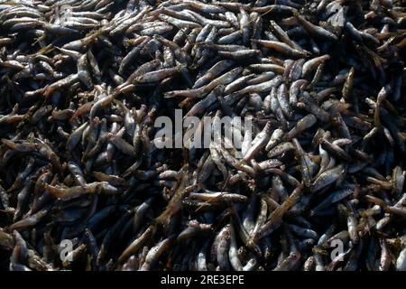 L'ISPI est un type de petit poisson typique du lac Titicaca, ils sont consommés entiers et frits. Banque D'Images