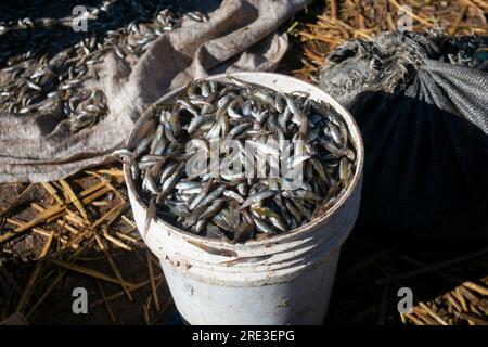 L'ISPI est un type de petit poisson typique du lac Titicaca, ils sont consommés entiers et frits. Banque D'Images