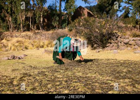 L'ISPI est un type de petit poisson typique du lac Titicaca, ils sont consommés entiers et frits. Banque D'Images